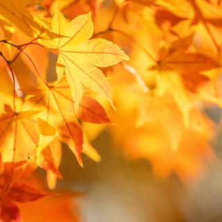 Herbstcrosslauf im Puschkinpark